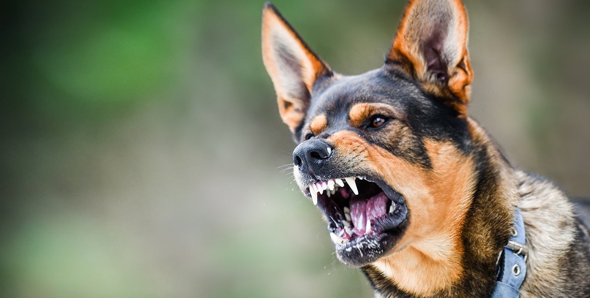 Are Landlords Responsible For Dog Bites