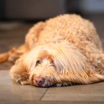 (c)PhotosByAlexS-171